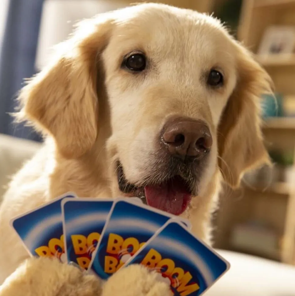 Gra zręcznościowa Boom Boom Psiaki i Kociaki