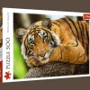 Puzzle 500 el. Portret tygrysa