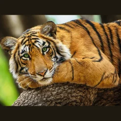 Puzzle 500 el. Portret tygrysa